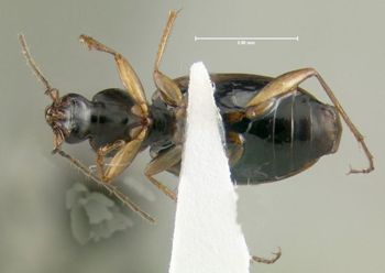 Media type: image;   Entomology 614233 Aspect: habitus ventral view